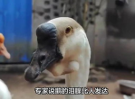 鹅泪成河，网友齐声呼吁：放过这些无辜生灵