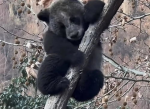 全网最黑大熊猫走红，萌态可掬引热议