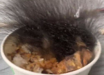 办公室惊现奇观：牛肉饭节后长出15cm“黑发”之谜