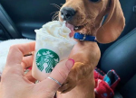 韩国网红饮品狗布奇诺：萌宠与咖啡的完美邂逅